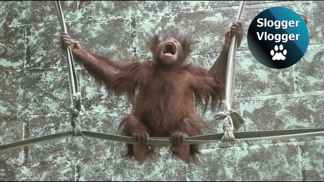 Cute And Funny Orangutan Babies From Twycross