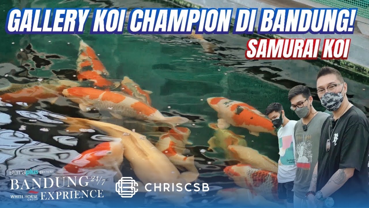 Tempat Koi Juara! Gallery Ikan Koi Import & Champion Di Bandung! Koleksi Sadis: Samurai Koi Center