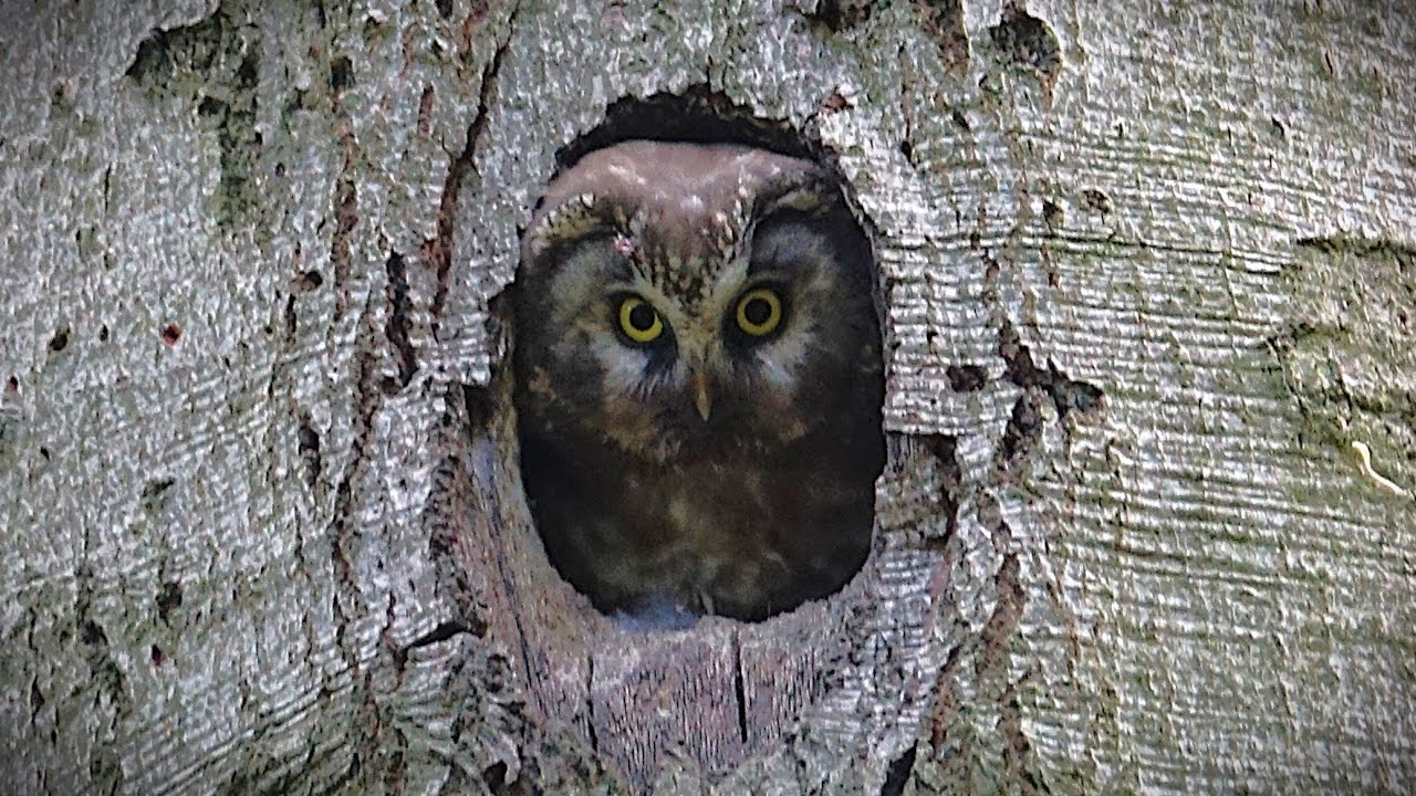 SÝC ROUSNÝ (Aegolius funereus) boreal owl, Raufußkauz, Włochatka, Nyctale de Tengmalm, Pôtik kapcavý