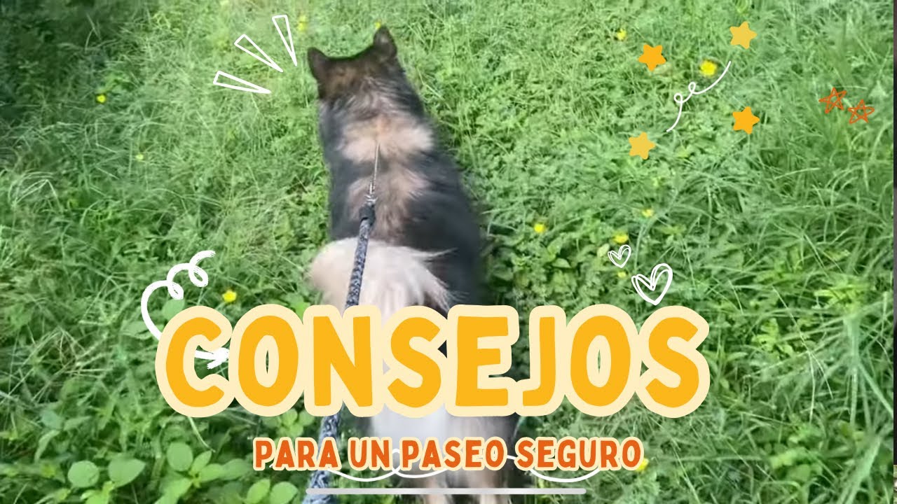 Consejos para sacar a pasear a tu canino