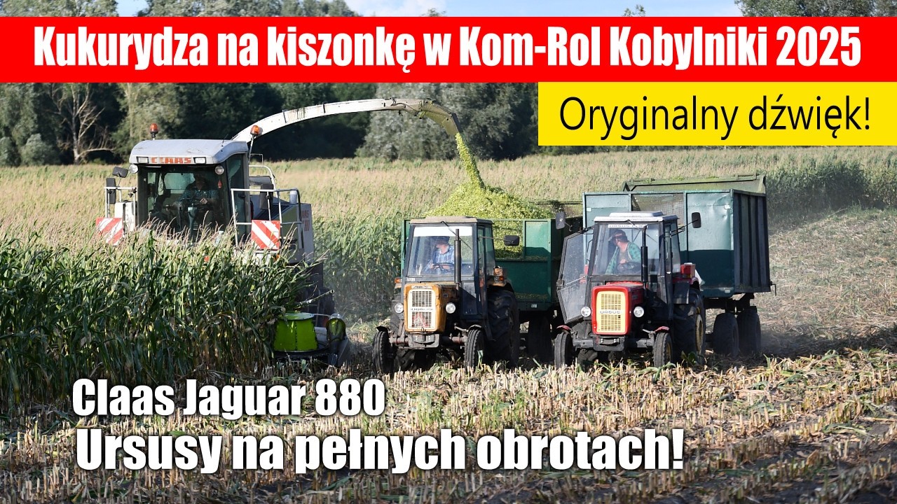 Ursusy na pełnych obrotach! Kukurydza na kiszonkę w Kom-Rol Kobylniki 2025 cz.2, oryginalny dźwięk!