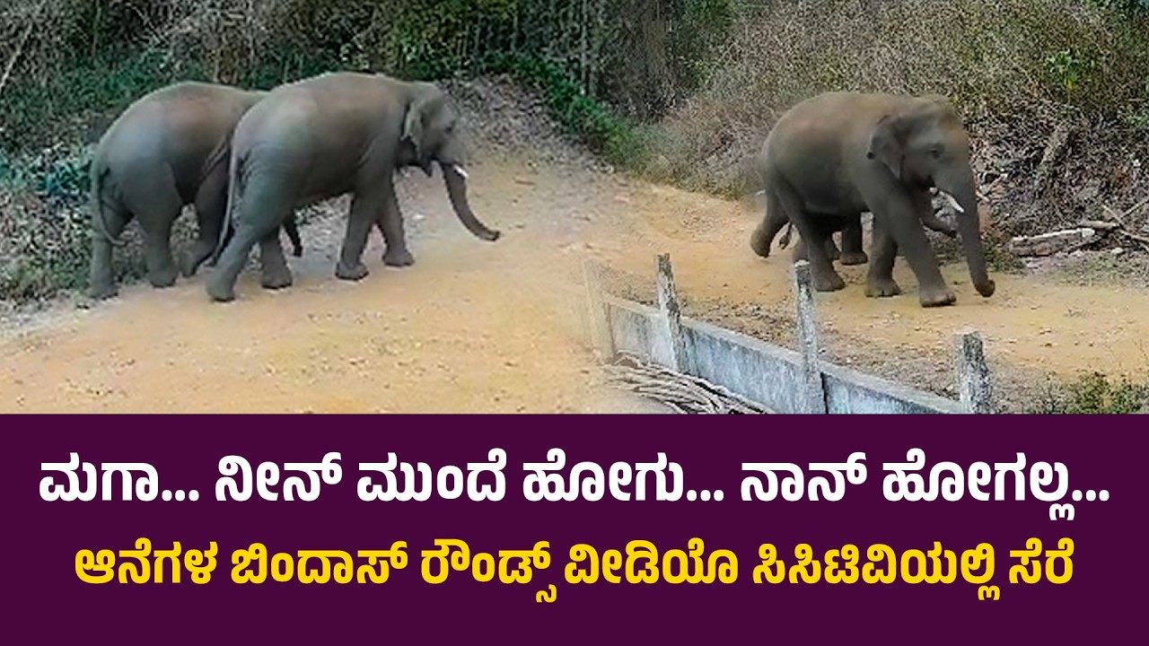 ದೋಸ್ತಿ ಗಜಗಳಿಂದ ಚಿಕ್ಕಮಗಳೂರು ನಗರದ ಅನತಿ ದೂರದಲ್ಲಿ ಬಿಂದಾಸ್ ರೌಂಡ್ಸ್..! | Chikkamagaluru Live