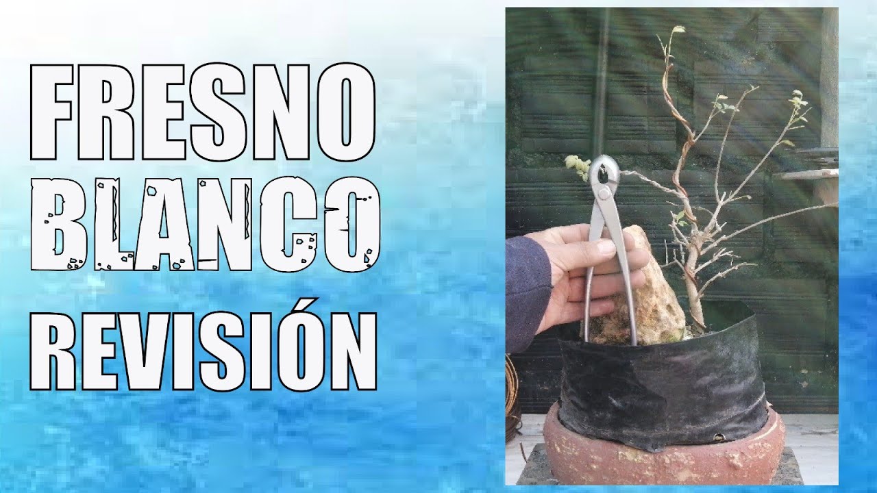 FRESNO BLANCO EN ROCA Mantenimiento y refinado