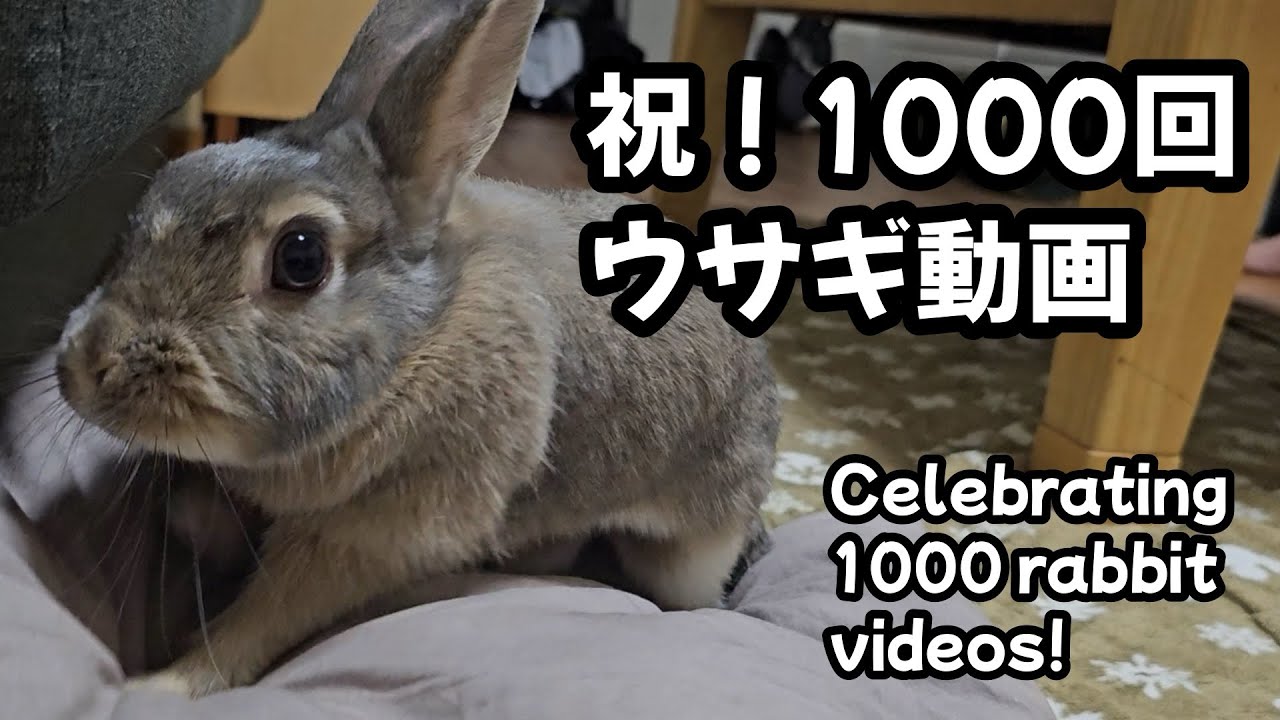 祝！1000回ウサギ動画【1000】365日うさぎ/うさ父どうが