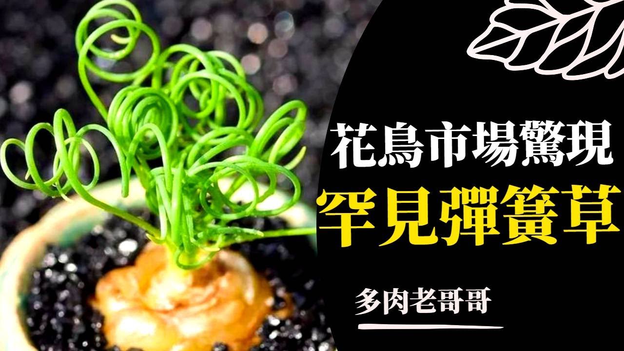 驚喜！花鳥市場意外發現多肉彈簧草，從彈簧草引申說說塊莖植物如何養護，意外的簡單！|多肉老哥哥