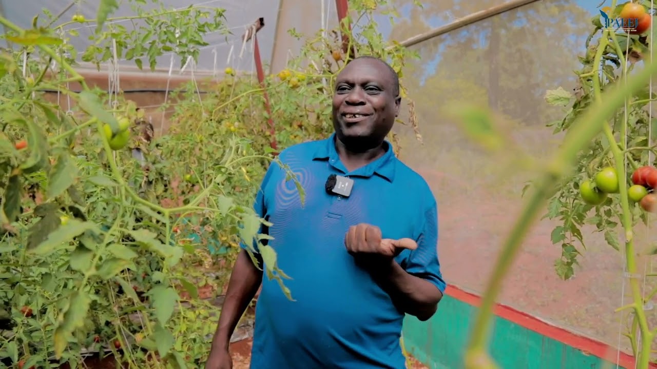 🍅Twige ingene barima muri Serre(umurima wubakiye),akarorero k'itomati. Ubuhinga bugwiza umwimbu cane