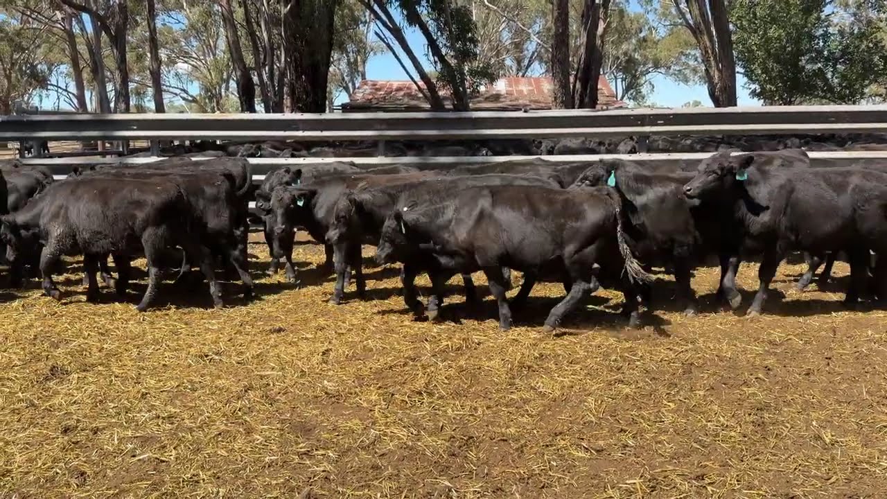 W & G TURNER A+ 103 STEERS