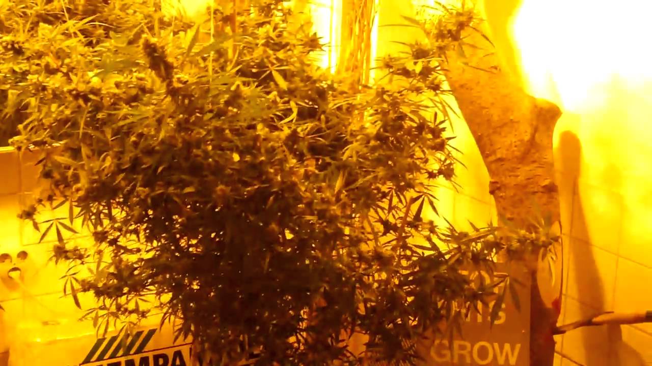 Marihuana Museum, Amsterdam