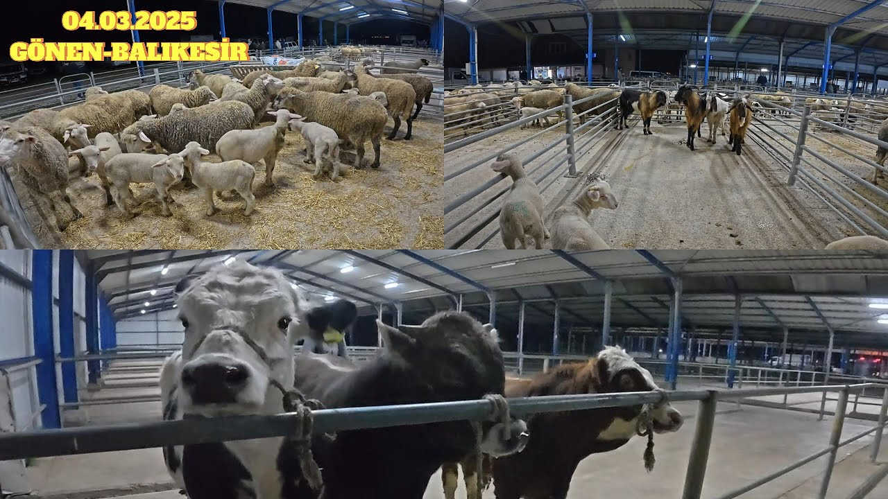 04.03.2025 GÖNEN-BALIKESİR TÜRKİYE'NİN EN UCUZ BÜYÜKBAŞ VE KÜÇÜKBAŞ HAYVAN PAZARI #2025hayvanpazarı