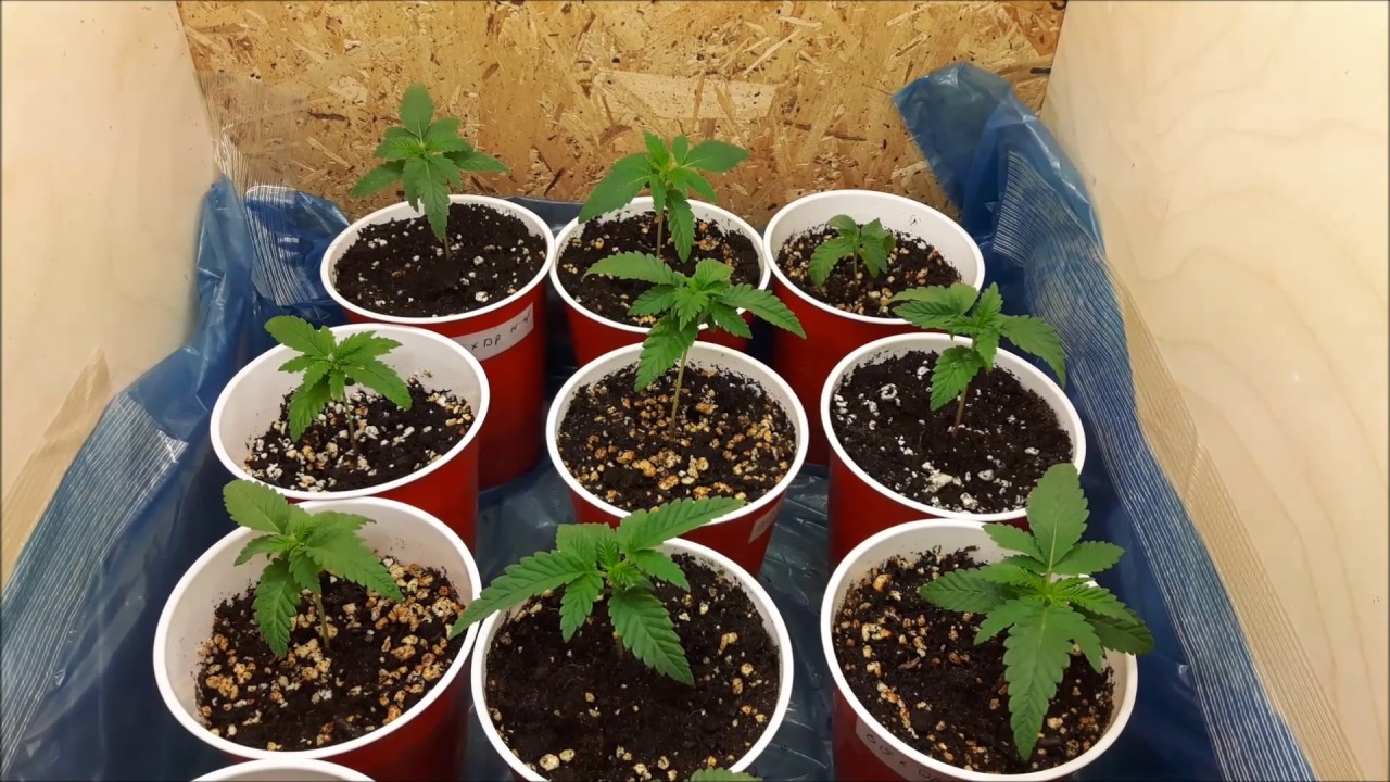 SilverState Genetics Las Vegas Nights Week 1 Veg Day4  Update 1/5/2017