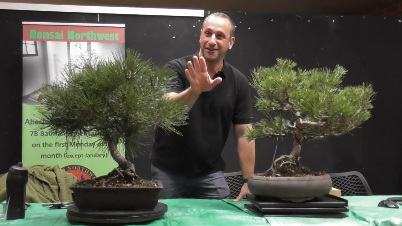 Japanese Black Pine Bonsai FULL styling demonstration at Bonsai Northwest Melbourne May 2023