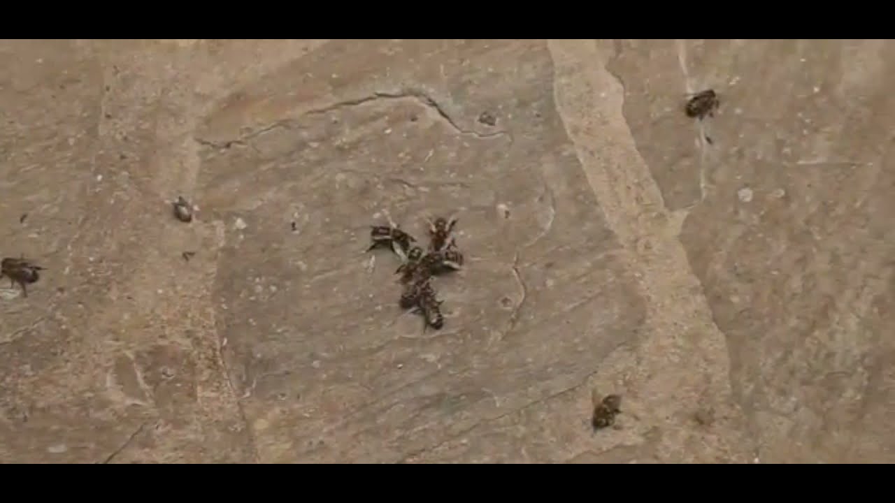 تتمة فيديو مزرعة نحل🐝🌳