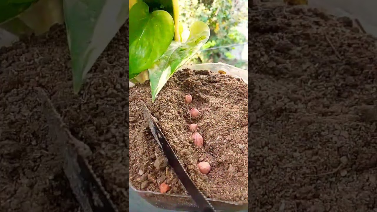 🌱How to grow peanut🥜