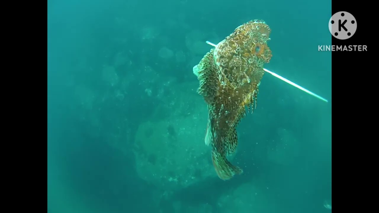 Pesca submarina nos Açores 