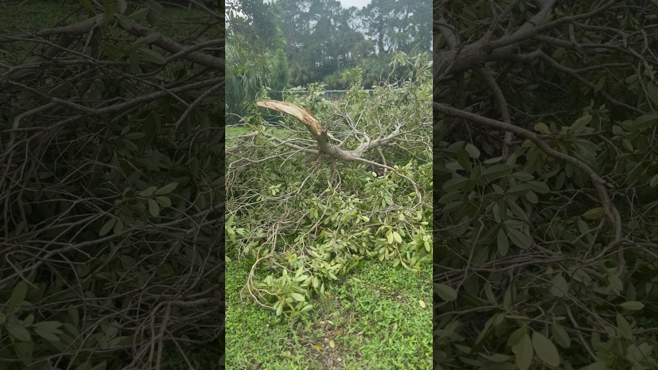 Hurricane Milton Broken Tree #tornado #weather #damage