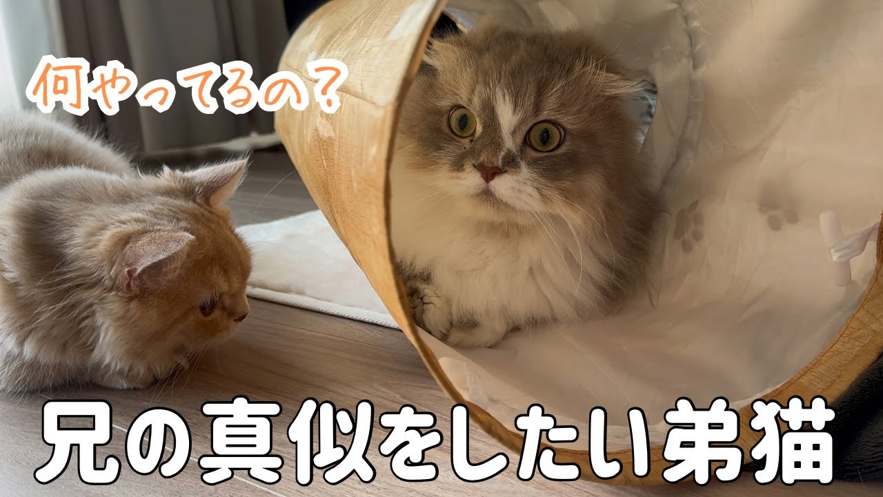 お兄ちゃんの真似をしたい弟のきなこ、距離感を間違えて怒られる（笑）