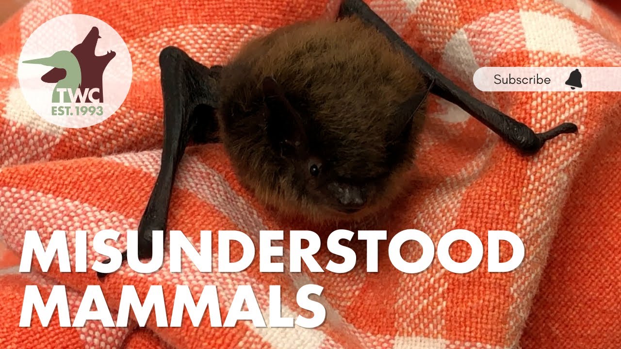 Being a little bat in a big city isn't easy!