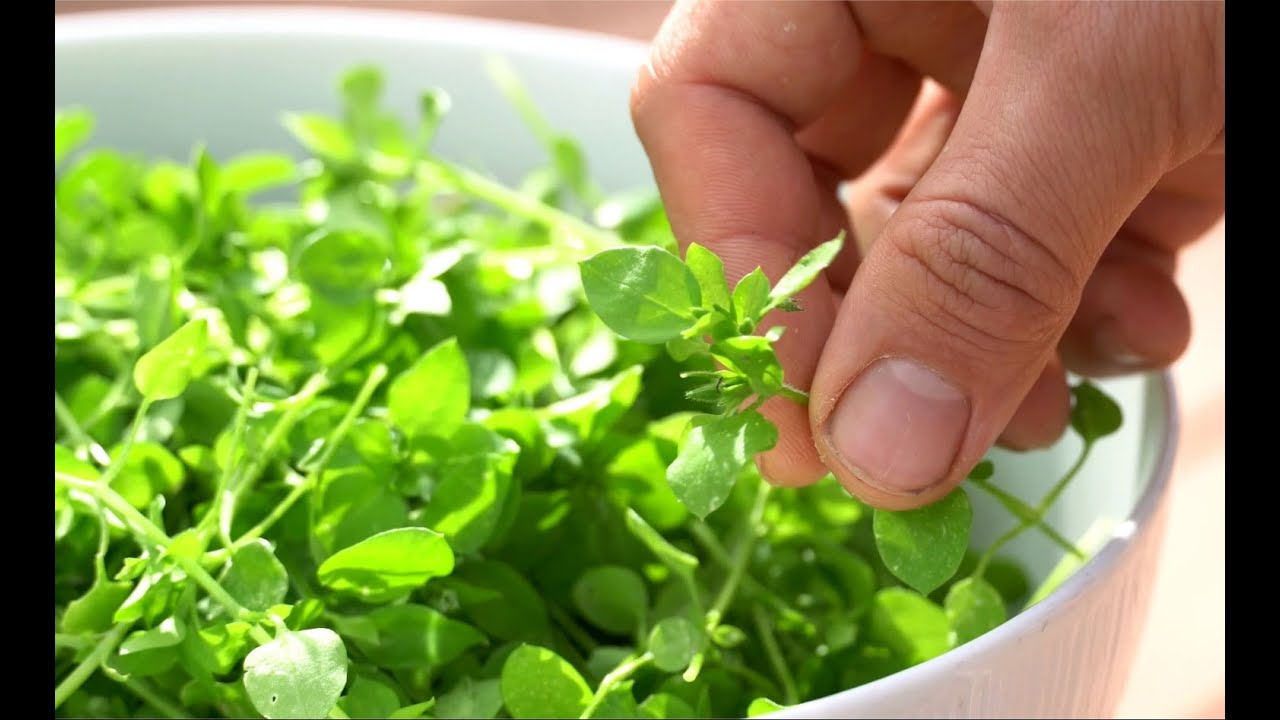 Identifying and eating the wild edible chickweed
