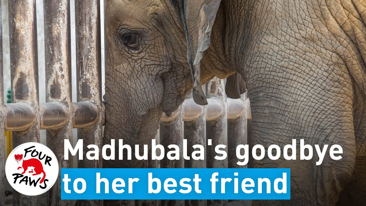 Madhubula's goodbye to her best friend Noor Jehan
