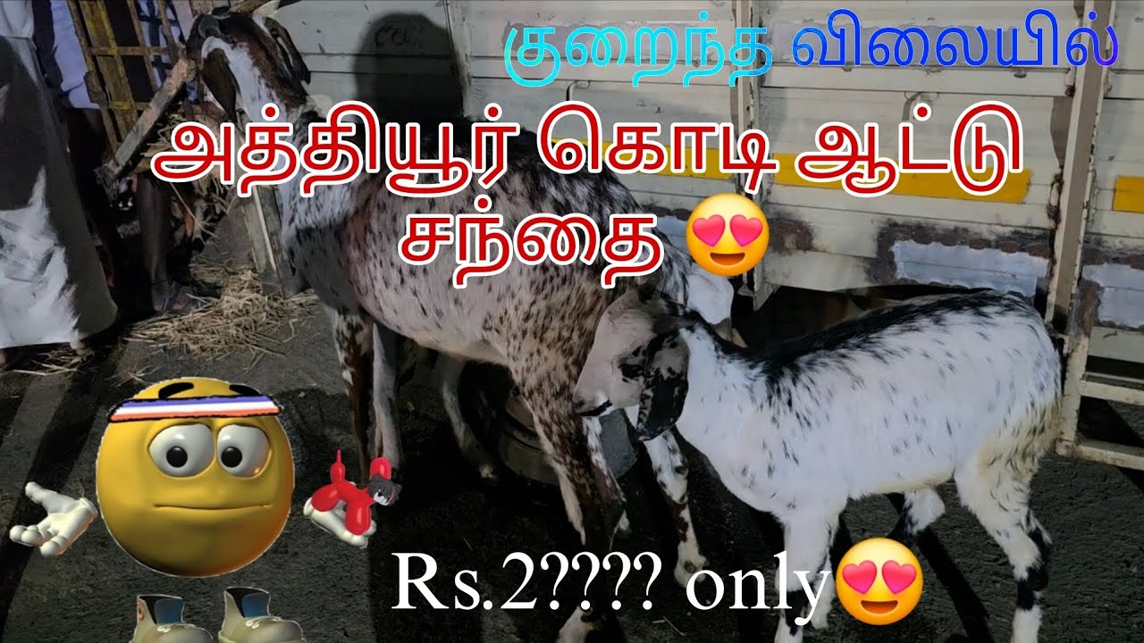 அத்தியூர் ஆட்டு சந்தை / goatsales market tamil / #goatsales #ஆட்டுச&zwnj;ந்தைl #goatfarmingbusiness 