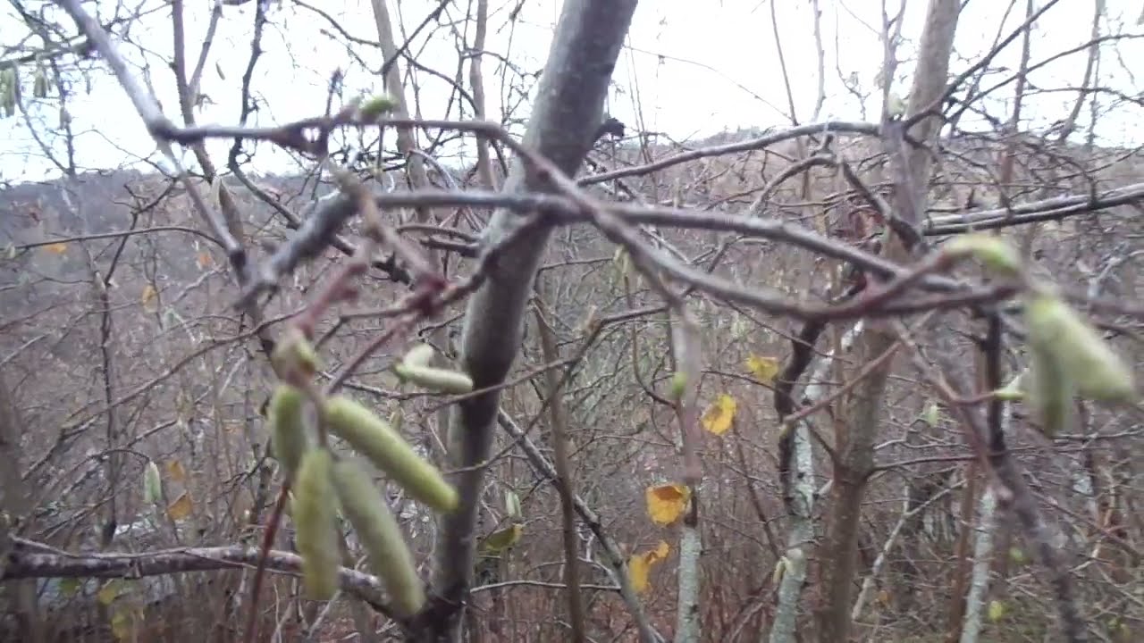 Враги фундука: прививка на медвежий орех - АФЕРА.