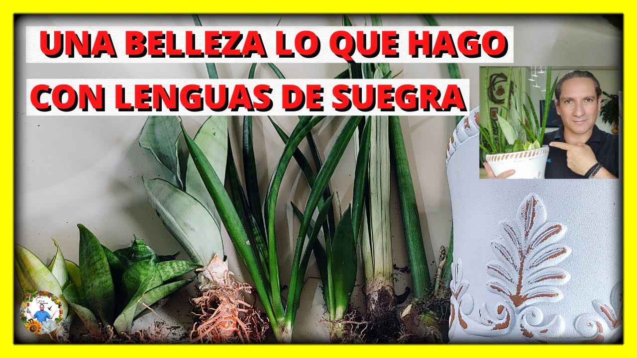 COMO HACER UN ARREGLO ESPECTACULAR CON PLANTA SANSEVIERIA o LENGUA DE SUEGRA en MACETA