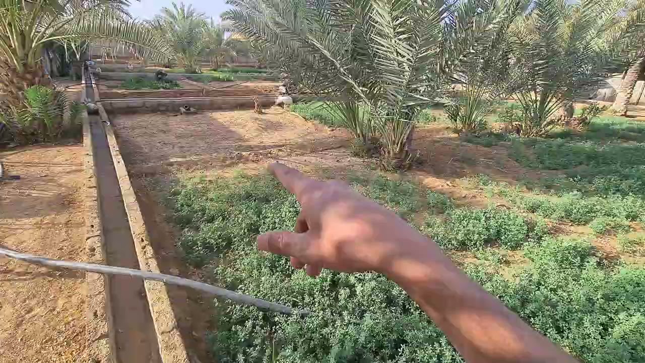 وأخيراً نبت البرسيم بالمياة المالحة 6000