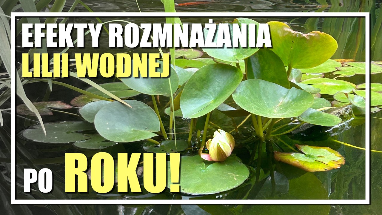 UDAŁO SIĘ ROZMNOŻYĆ LILIE WODNE - efekt po 1 roku