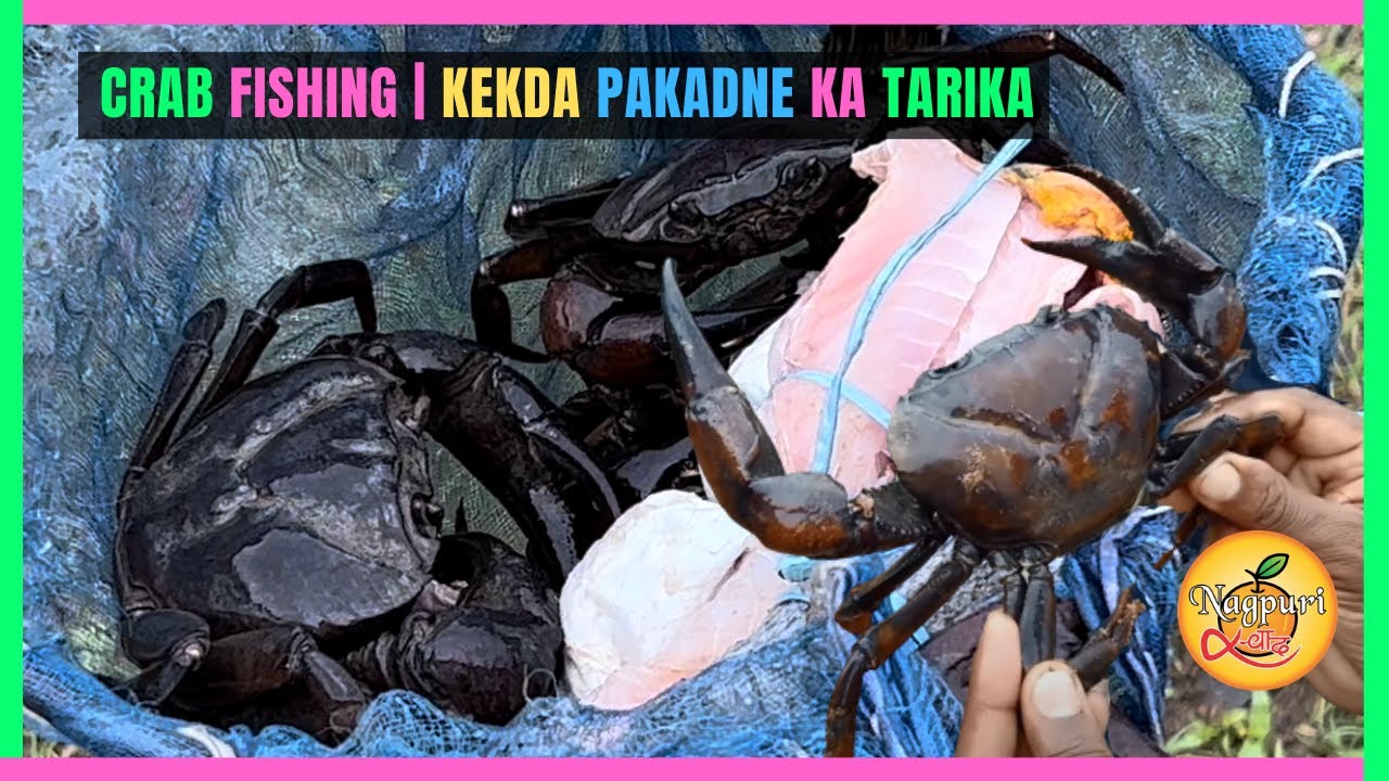 Kekda Pakadne Ka Tarika | केकड़ा को कैसे पकड़े | Crab Fishing | Crab Trap