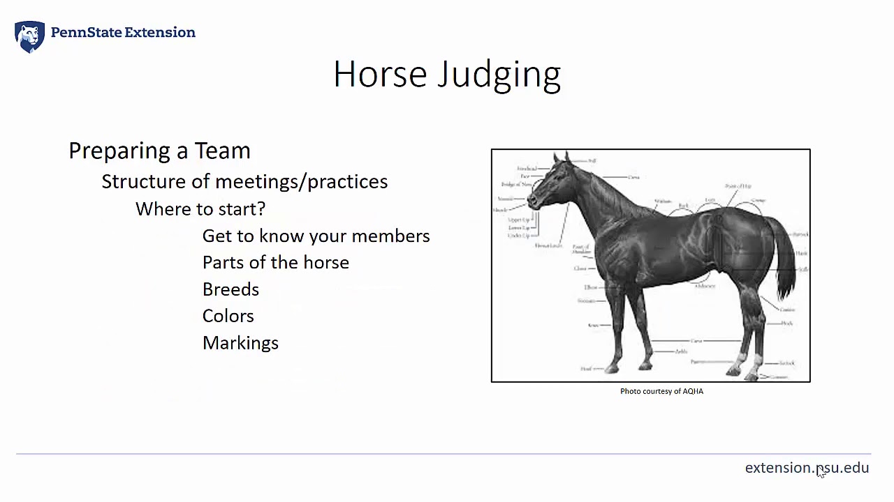 2 - PA 4-H Equine Knowledge Contest - Horse Judging