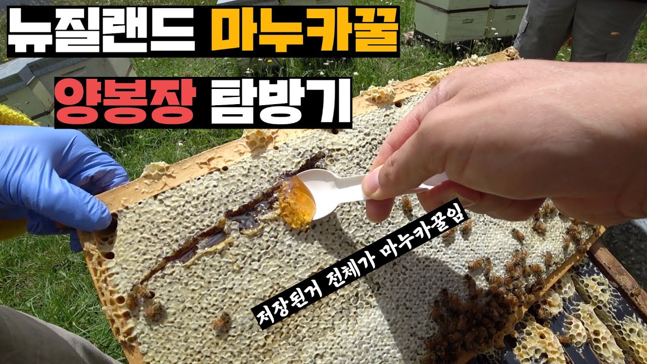 전세계 탑티어 꿀, 마누카 양봉장 들러서 꿀퍼먹기