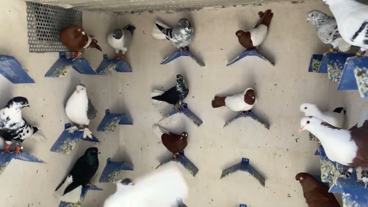 خلطنا بالحمام الجديد 😱🔥