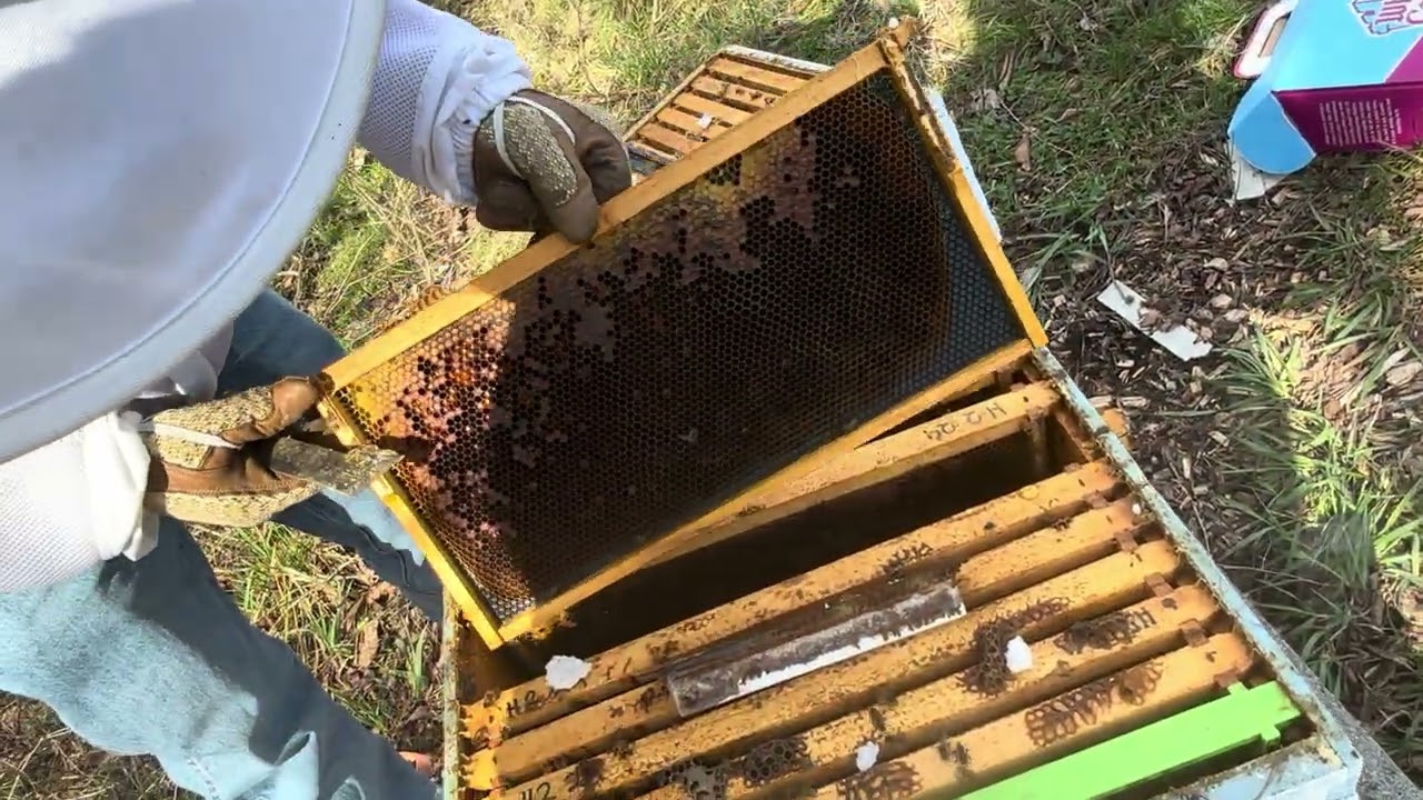 Checking for brood in some of the beehives ￼3-6-2026
