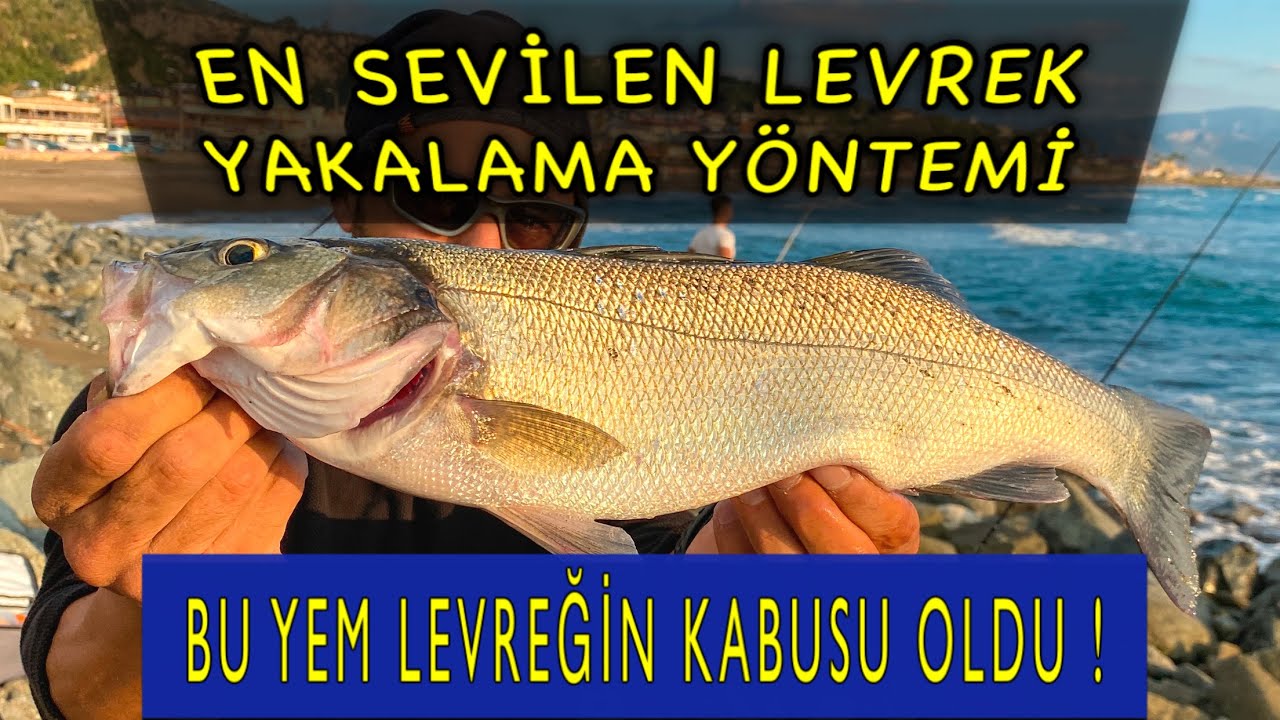 Canlı yemle levrek avı püf noktaları #seabass #seabassfishing #levrekavı #levrek #levrekavıteknikler