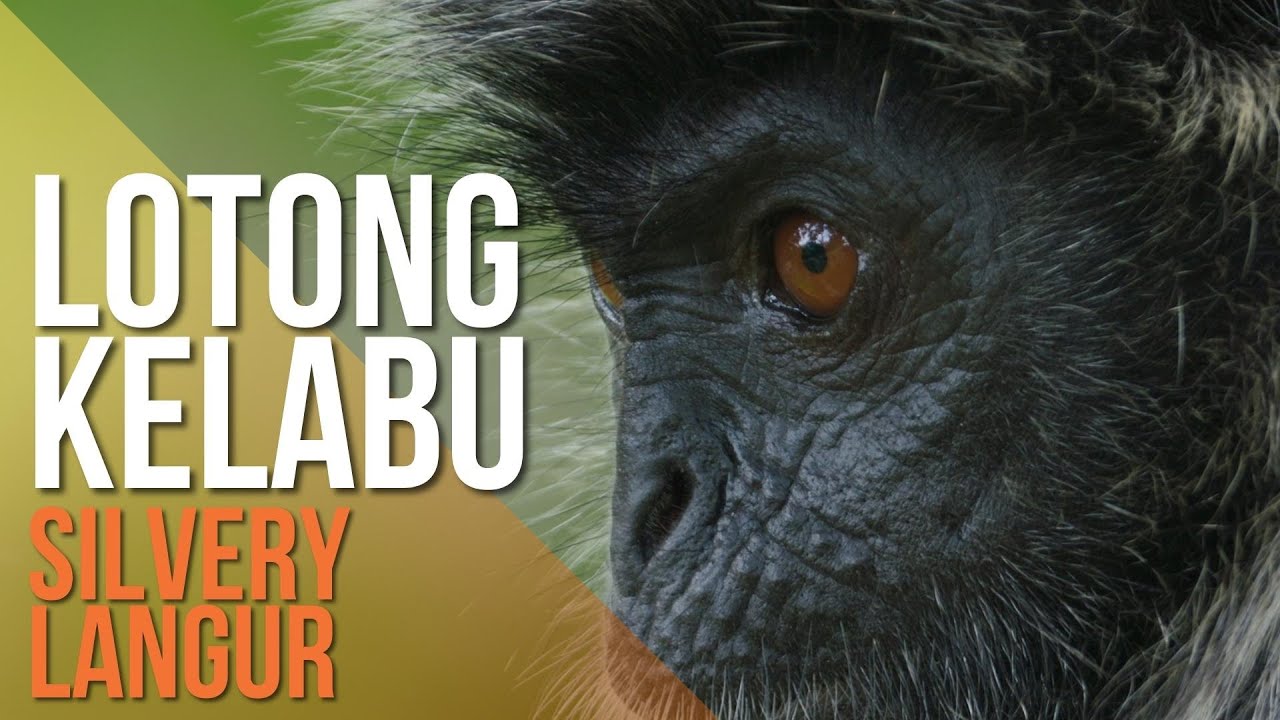Lotong Kelabu di Malaysia (Silvery Langur in Malaysia)
