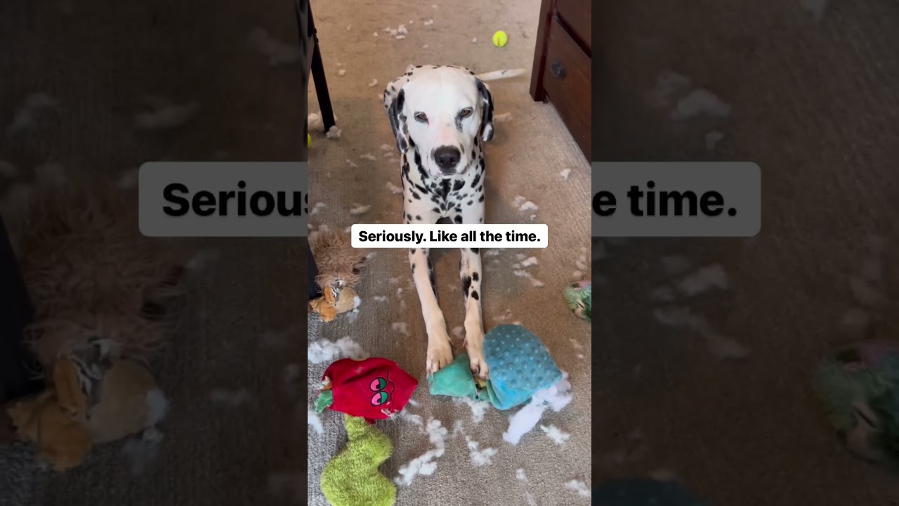 What Life is Like With A Dalmatian #dog #funnyanimal #dogsworld #funnydog #funnyshorts #funny #dogs
