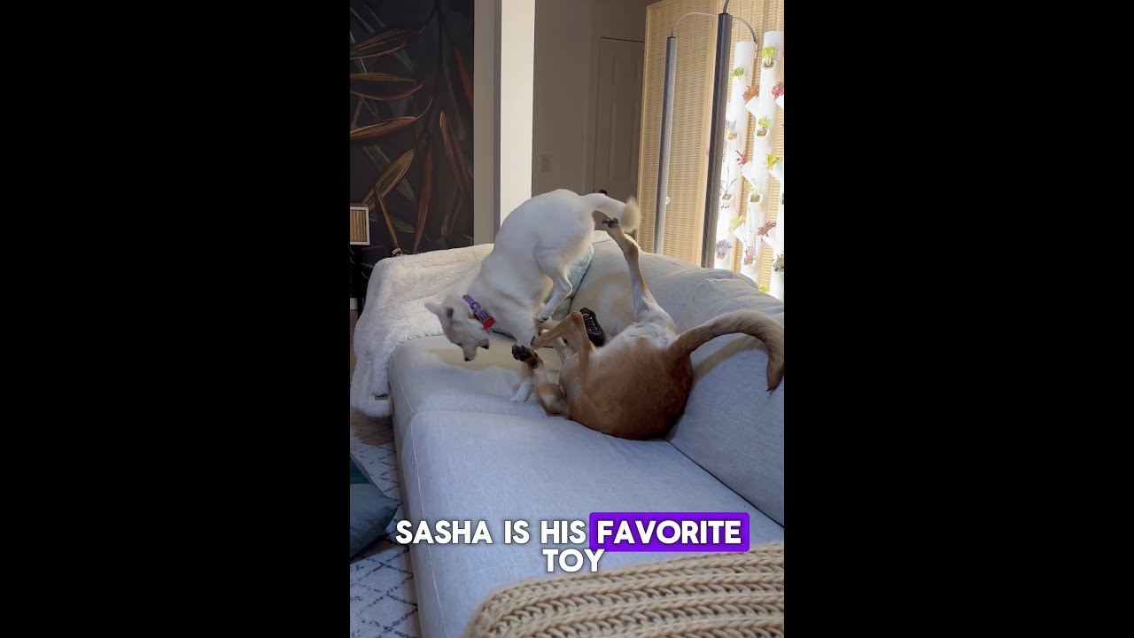 Meet Archie: The Goofball Who Thinks He&rsquo;s Human! 🐾❤️
