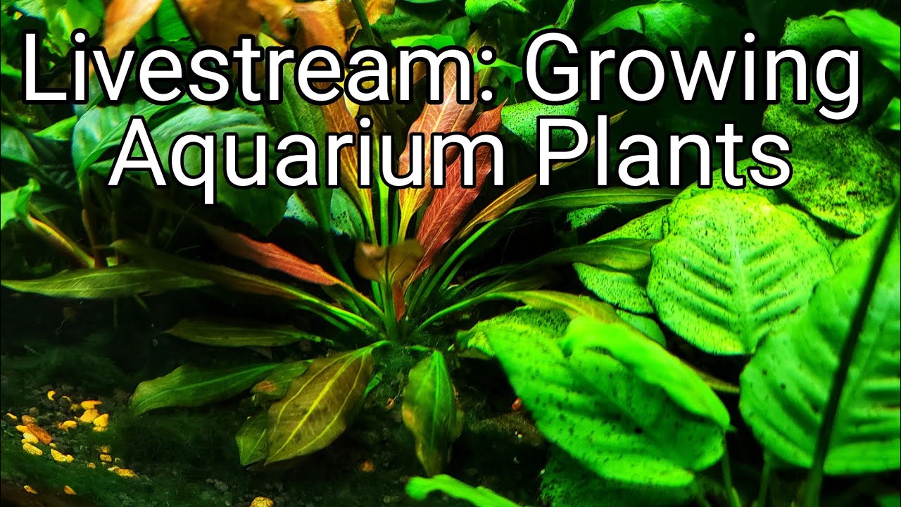 What Do Aquarium Plants Need?