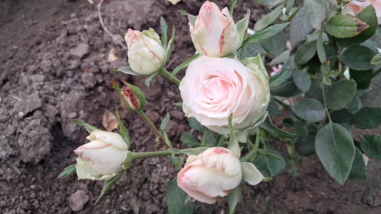 Beautiful Rose Flowers Blooming in Garden 🌹 | Nature Love