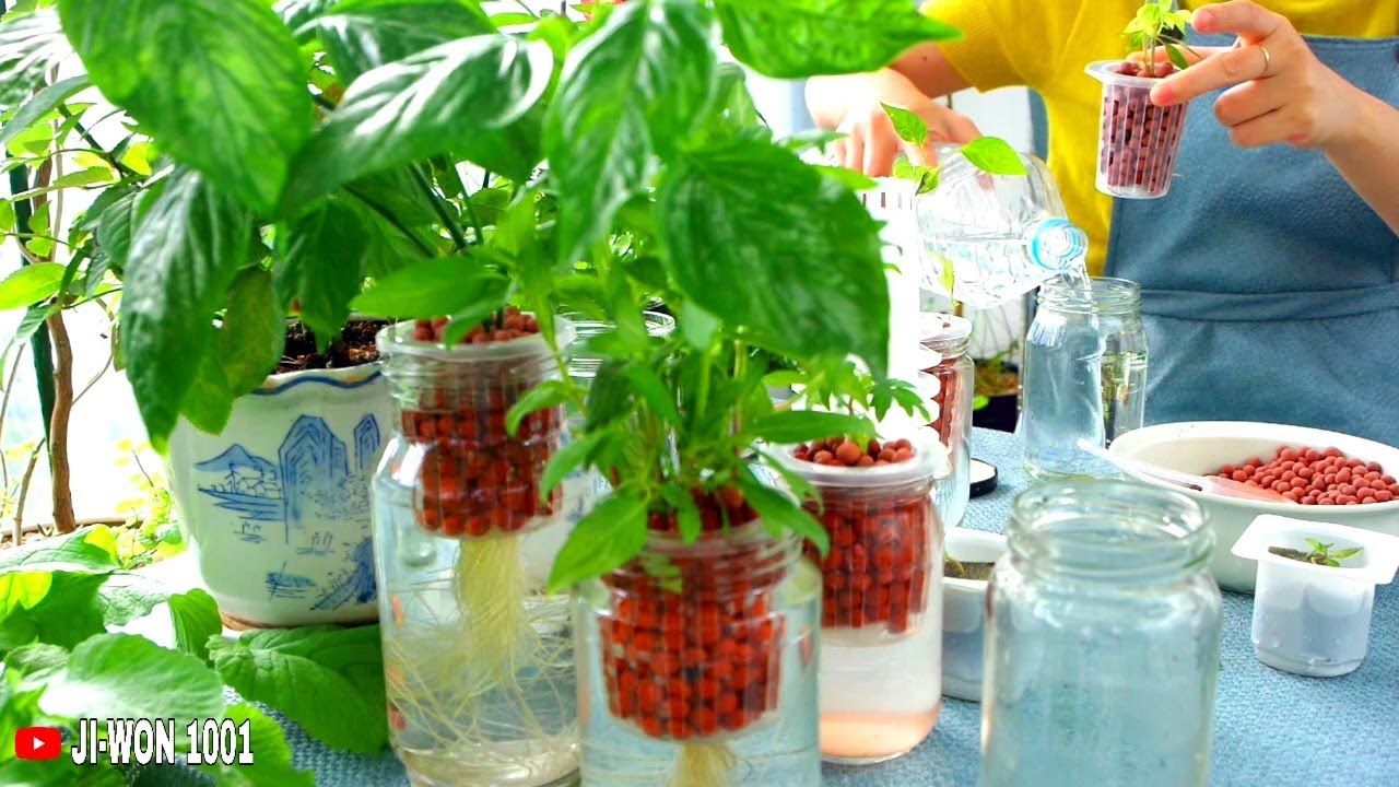 Try Growing Vegetables in Glass Jars - Without Soil | Hydroponic Gardening In The Balcony Garden.