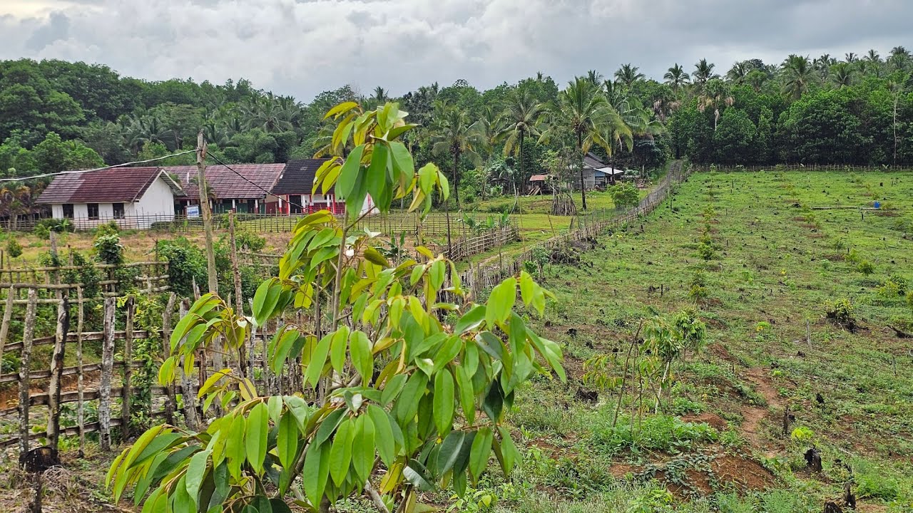 Dijual tanah kebun durian premium Legalitas SHM Harga 36 rb Permeter Luas 51700 M² Lokasi strategis 