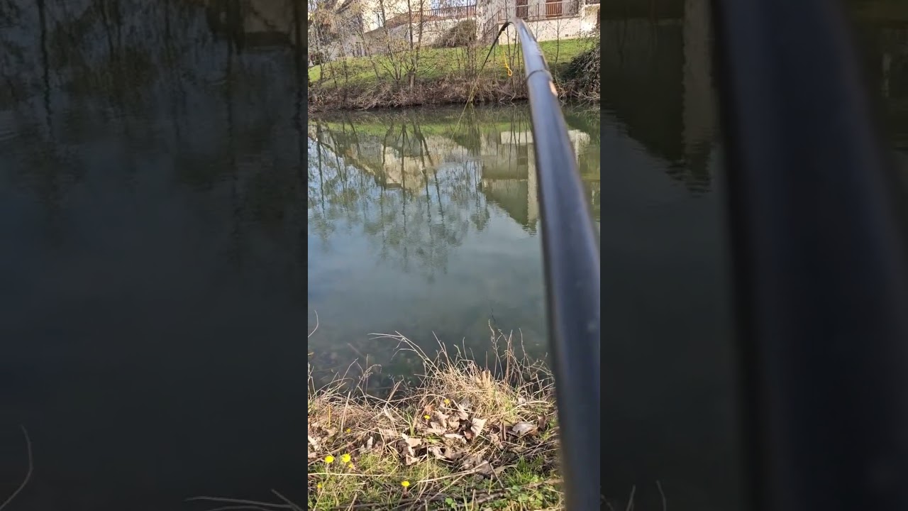 esturgeon de 19kg à la canne au coup appât C'F Baits et poudre maison monster crabe