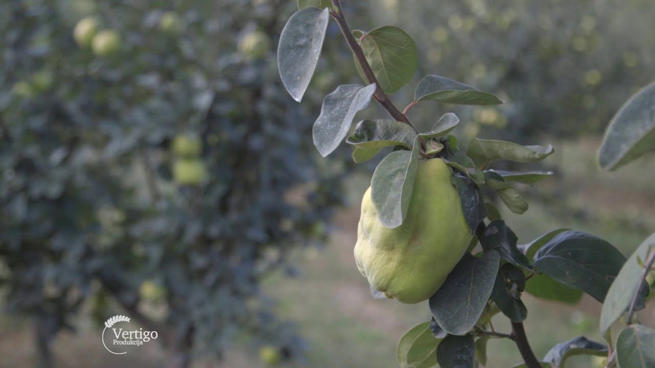 Proizvodnja dunje i rakije na Fruskog Gori - U nasem ataru 863