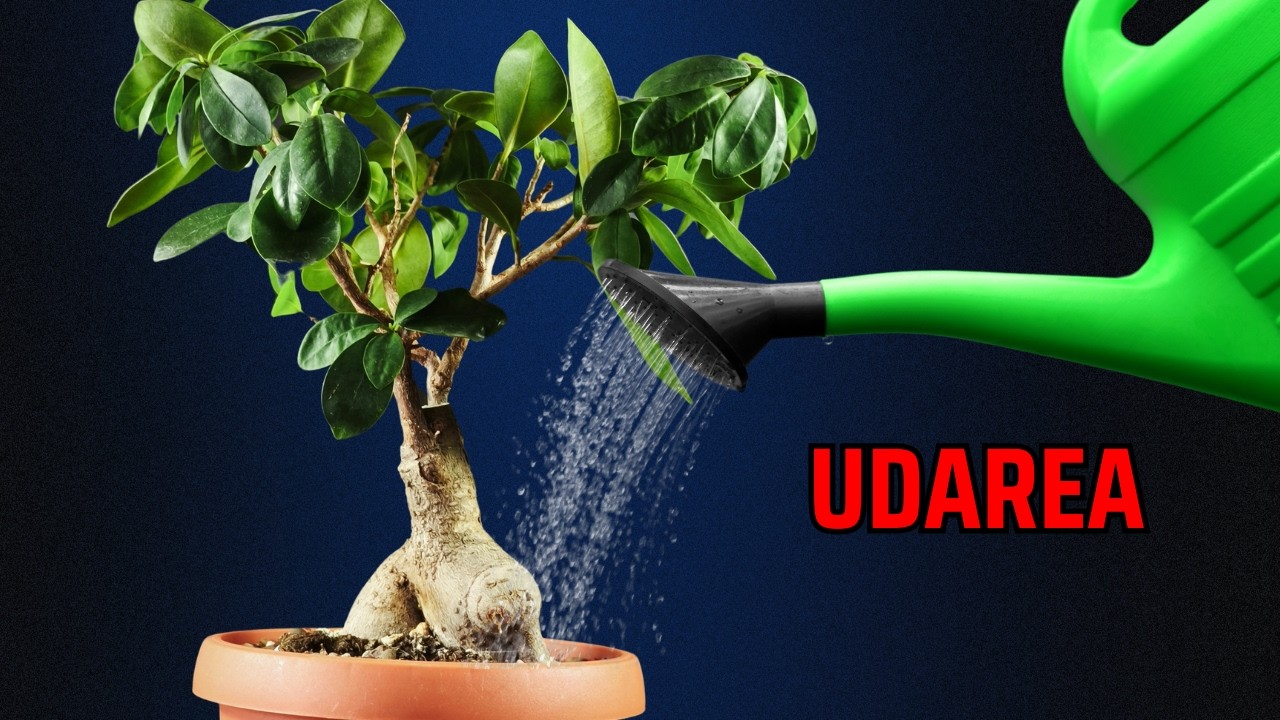 Cum Uzi Ficusul Ginseng ca sa NU il Omori!