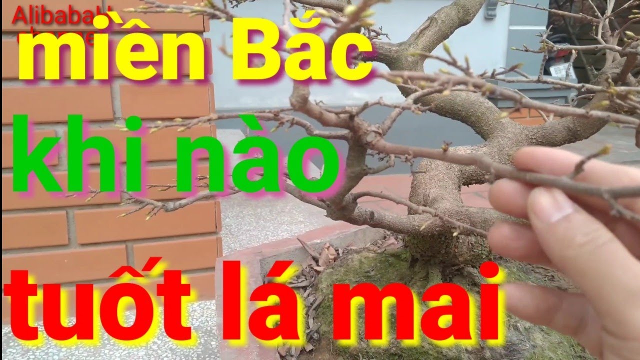 thời điểm tuốt lá mai ở miền Bắc cho cây mai nở hoa đúng dịp tết, mai tết miền bắc | AlibabaHchannel
