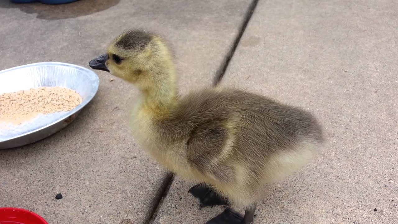 Stuart the baby goose