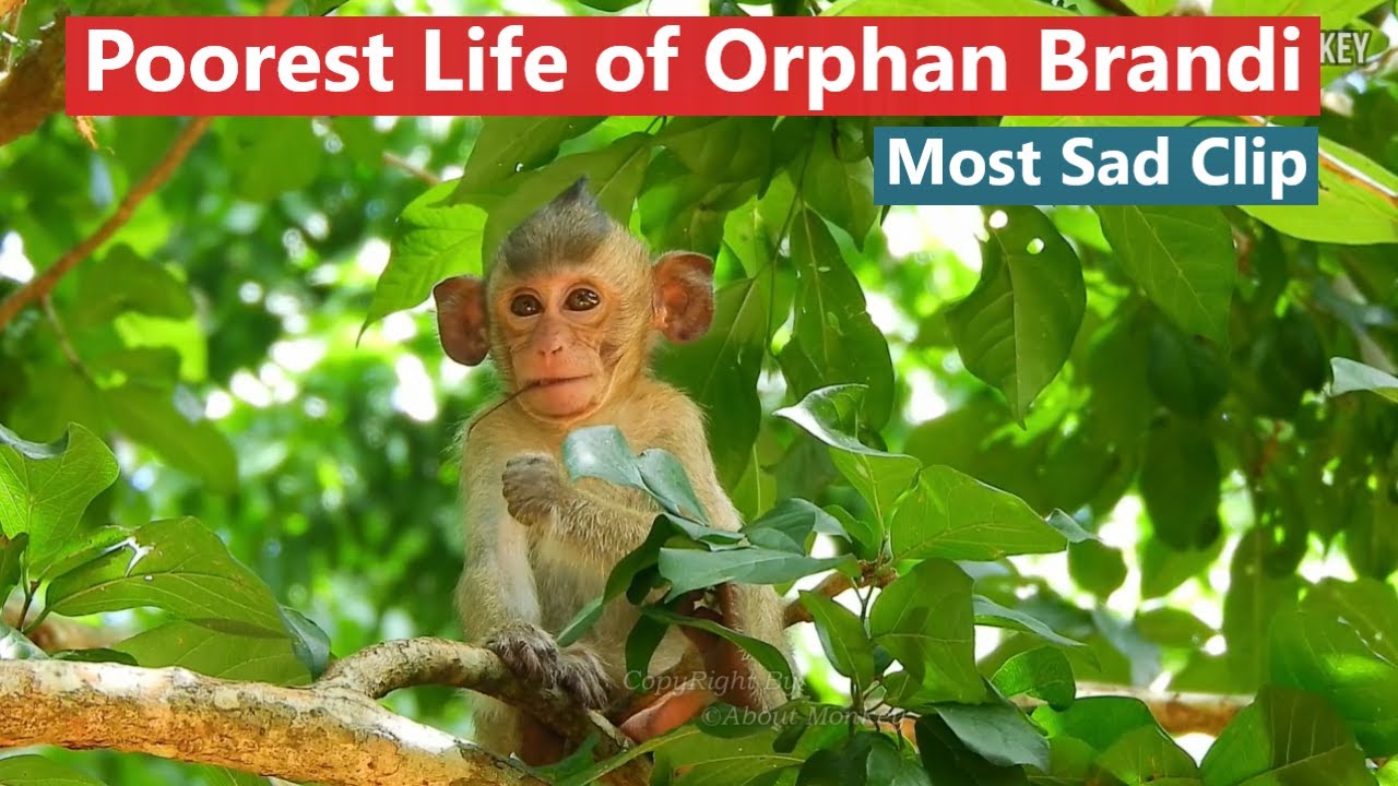 It's Really Breaking Heart to See Orphan Baby Monkey Brandi Living Without Her Mom Bridget,She's Sad