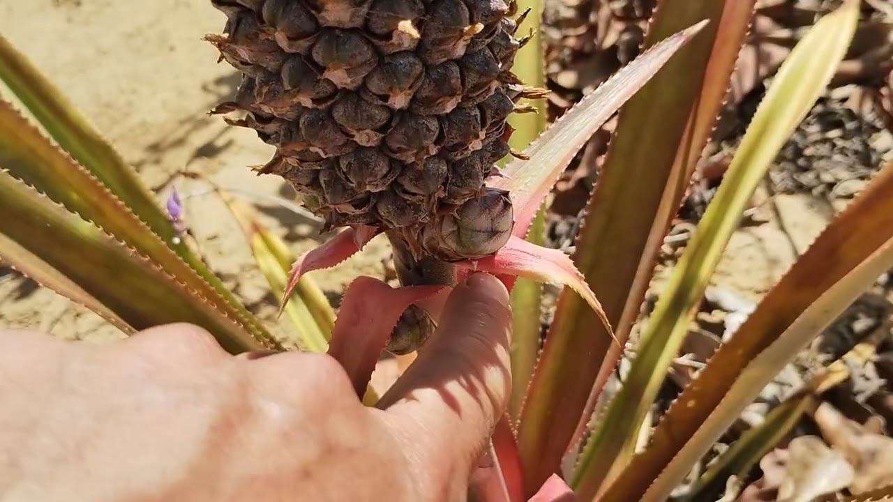 Final de semana no sítio 