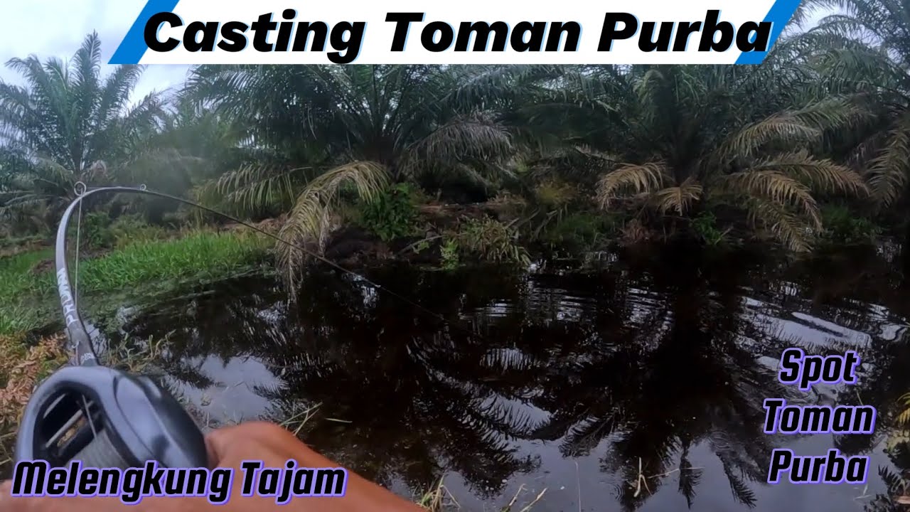 CASTING TOMAN PURBA.!!! Reel SLX DC XT Sampai Menjerit Di Buat Ikan Ini, Dan Joran Melengkung Tajam.