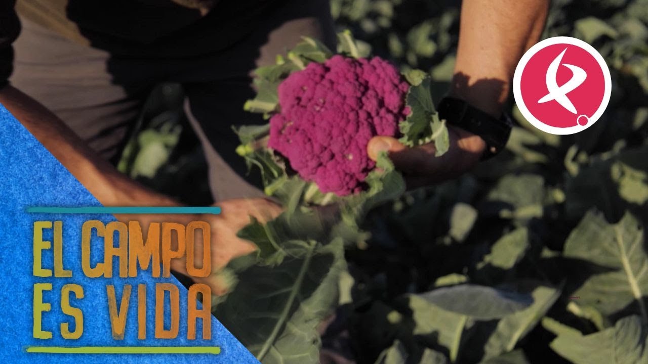 Coliflor morada, la nueva innovación de Guille en su huerta | El campo es vida
